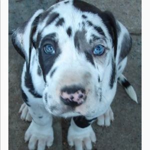 Meet your Posher, Sylvia